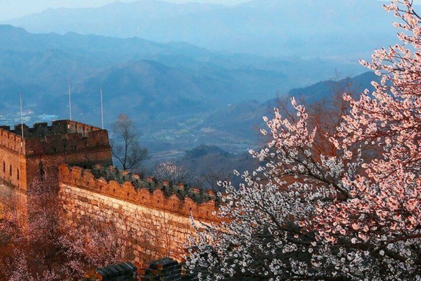 Un mur historique orné de fleurs de cerisier en pleine floraison. 1