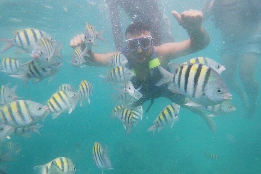 A person scuba diving with striped fish in the water. 5