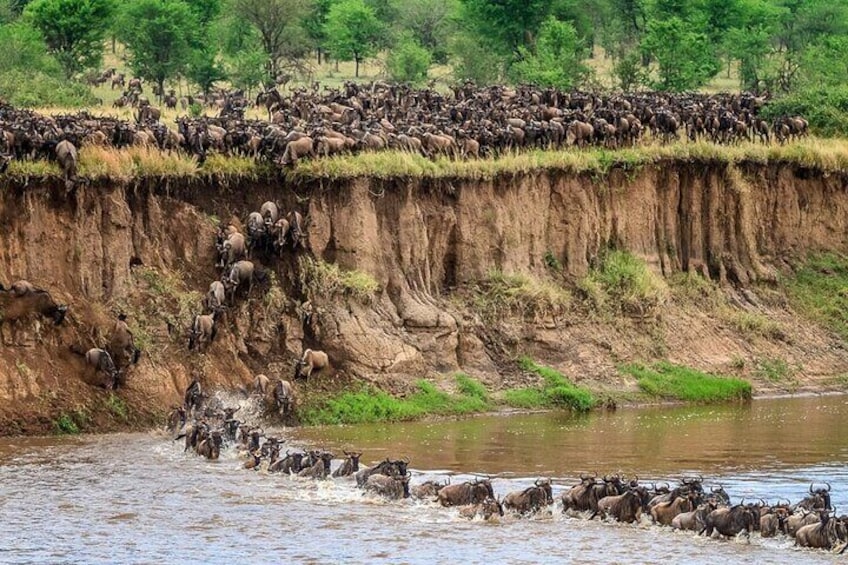 Wildebeests crossing a river, with a large herd on the riverbank and some in the water. 2