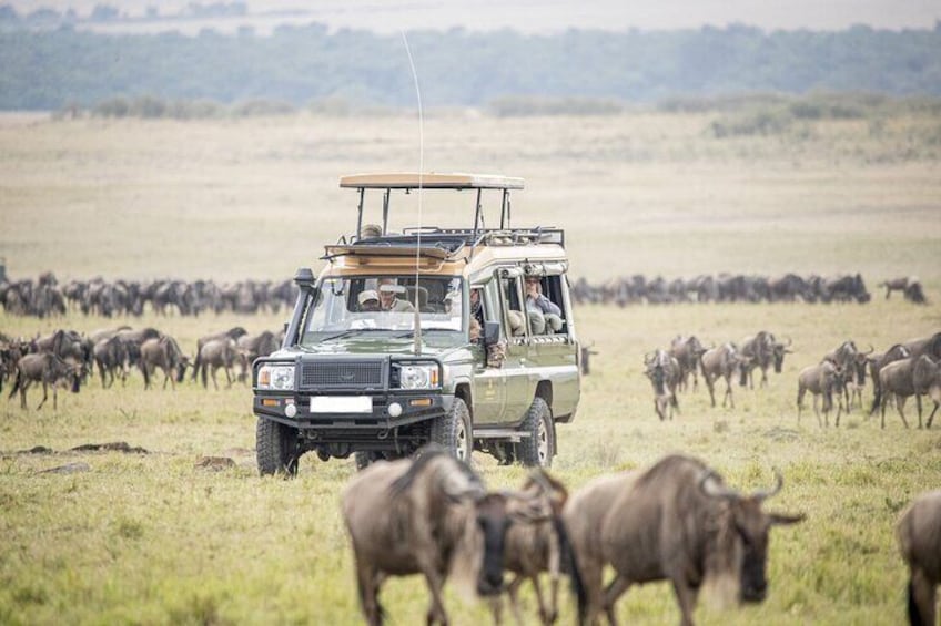A safari vehicle driving through a grassy field with a herd of wildebeests. 1