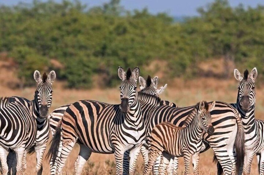 Zebra's staan in een grasveld met bomen op de achtergrond. 3