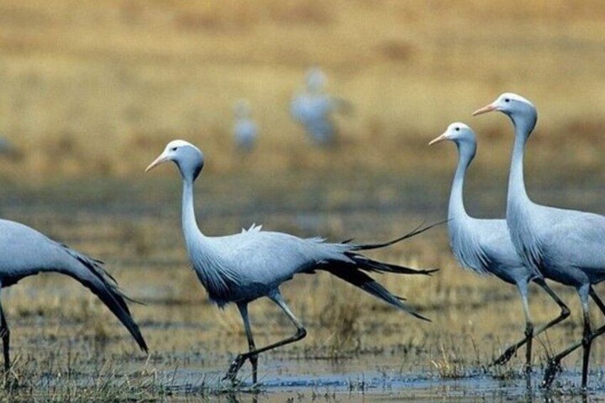 Een groep witte vogels loopt over een moerasgebied. 5