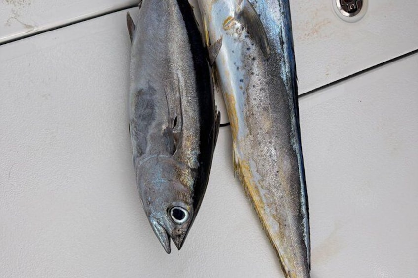 Dos peces, probablemente atún, sobre una superficie blanca. 3