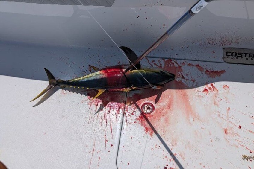 Un pez en un bote con salpicaduras de sangre. 5