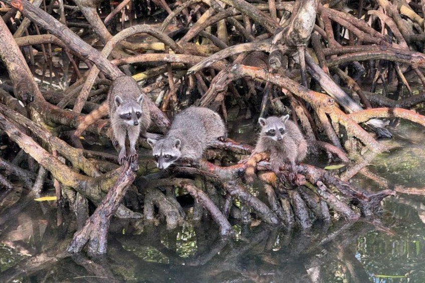 Des ratons laveurs sur une branche au-dessus de l’eau. 3
