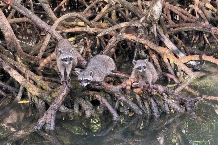 Raccoons on a branch over water. 3