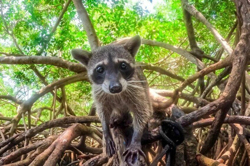 A raccoon in a dense forest with intertwined branches and green foliage. 2