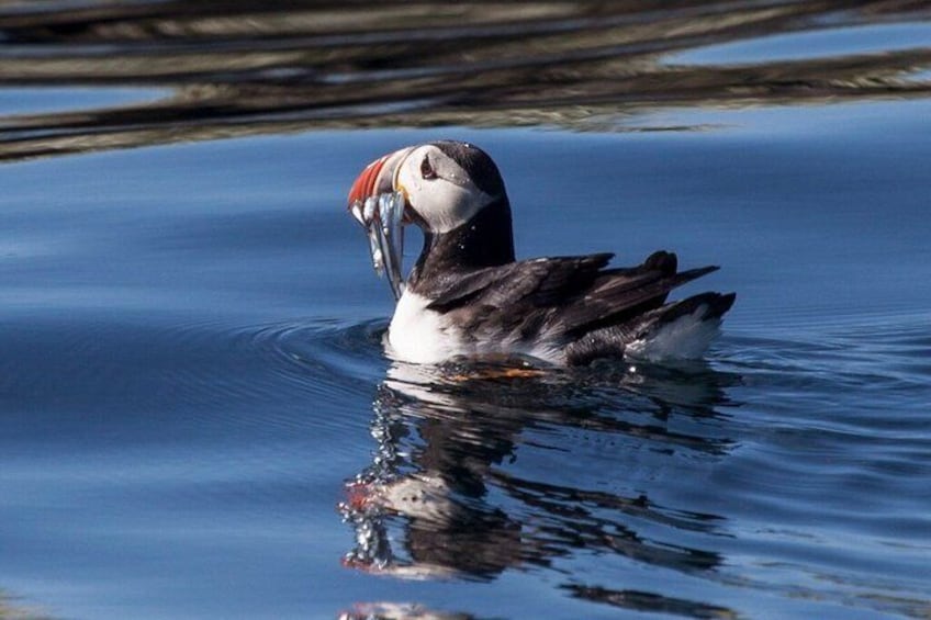 Un oiseau à la crête et au bec distinctifs, nageant dans une eau calme. 5