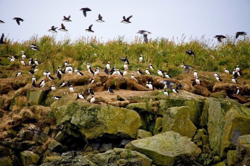 Un paysage côtier rocheux où l’on aperçoit un groupe d’oiseaux de mer perchés sur les rochers. 3