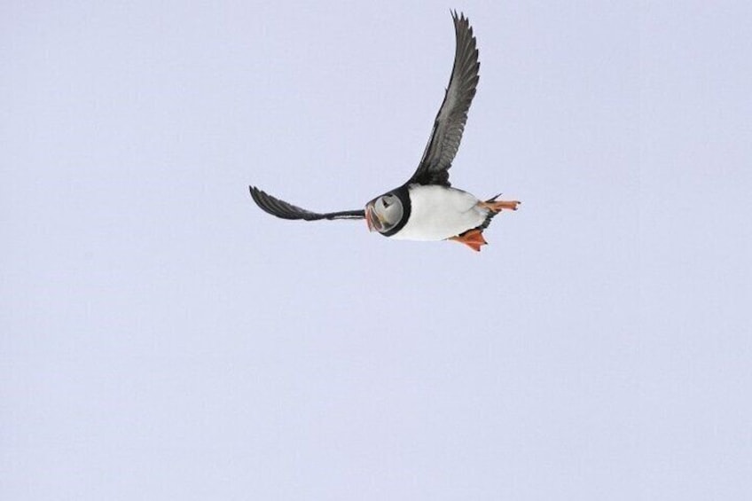 Un macareux volant sur fond de ciel dégagé. 4