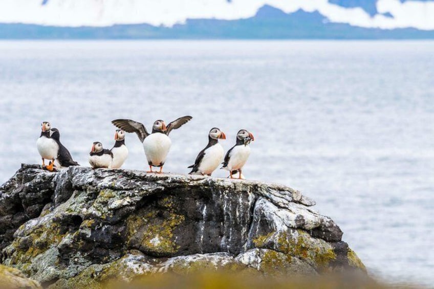 Des macareux se tiennent sur un affleurement rocheux au bord de la mer. 2