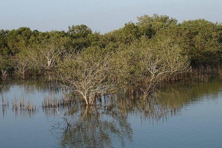 A calm water body with sparse vegetation and trees reflecting in the water. 3
