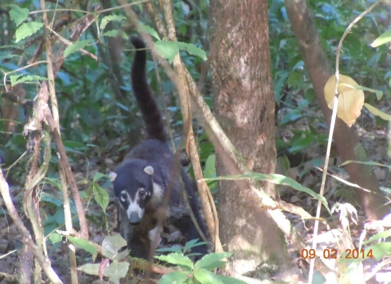A wild cat in a forested area with dense foliage and trees. 3