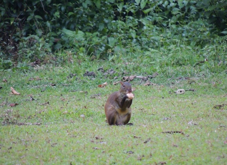 A squirrel holding an acorn in a grassy field with dense foliage in the background. 4