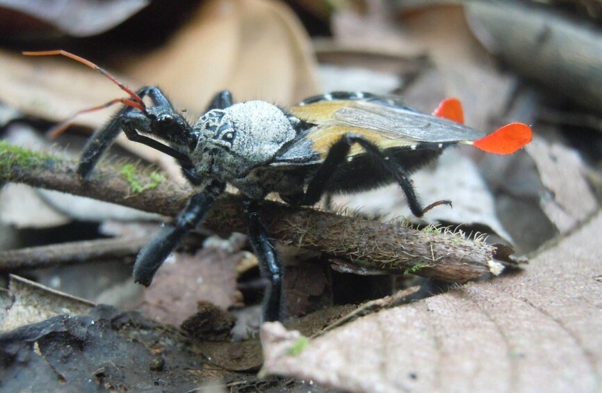 A close-up of a black insect with yellow and white patterns on its wings, resting on a leaf. 2