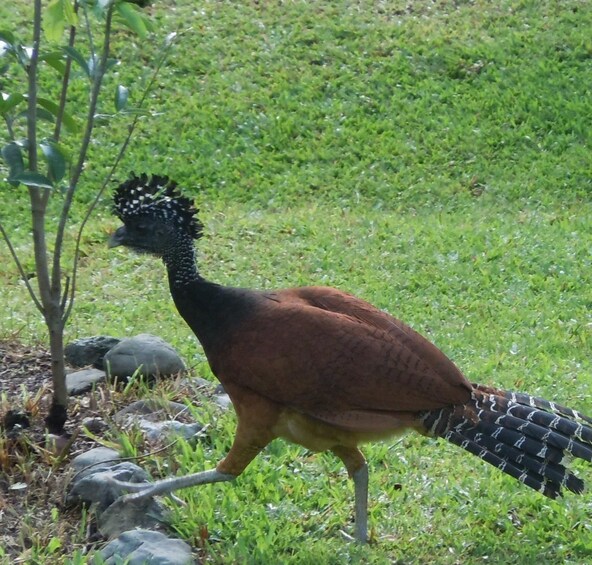 A bird with a spiky crest and brown feathers walking on grass. 1