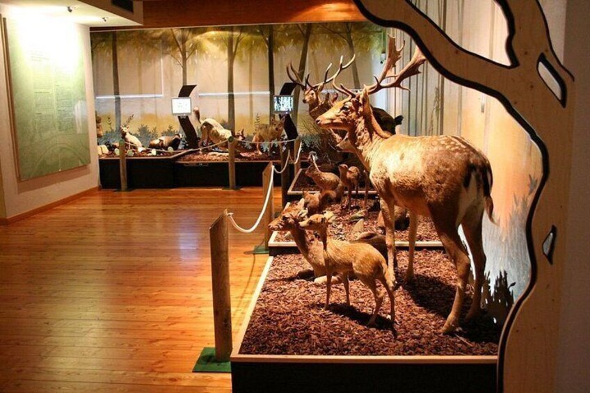 A museum exhibit with mounted deer and antlers. 4