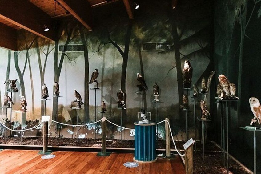 A museum exhibit with various bird sculptures on pedestals, surrounded by a rope barrier. 2