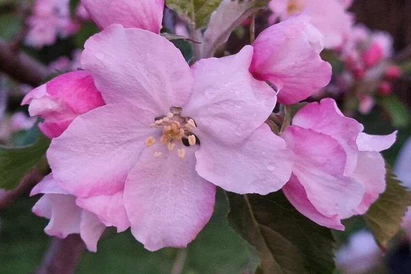 Pink flowers with water droplets on petals. 3