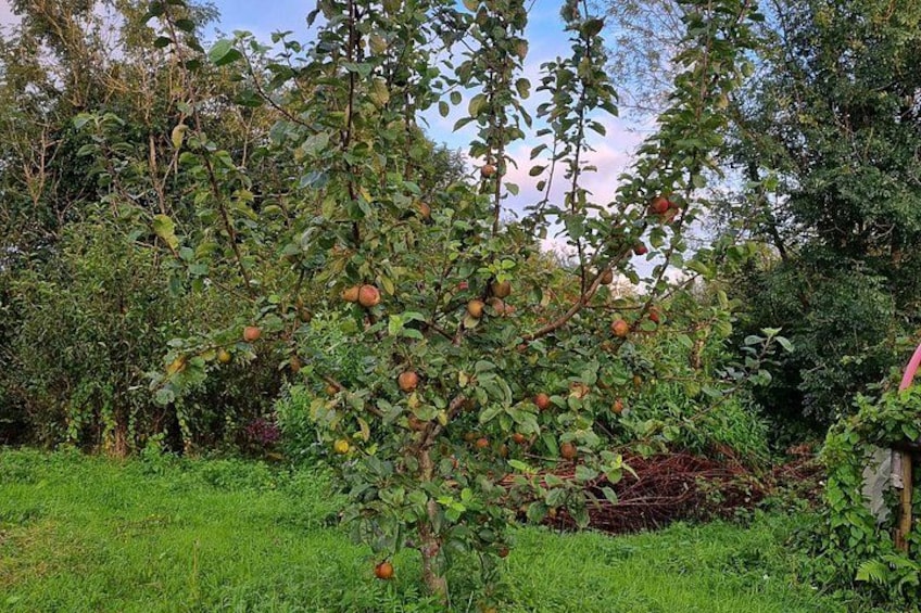 A tree with green leaves and ripe fruits in a garden. 4