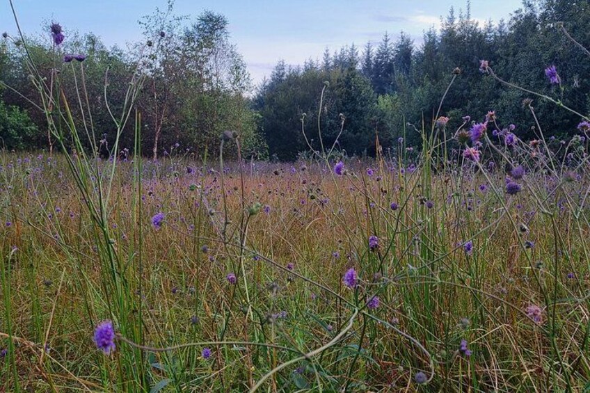 A field of purple flowers with tall grasses and trees in the background. 5