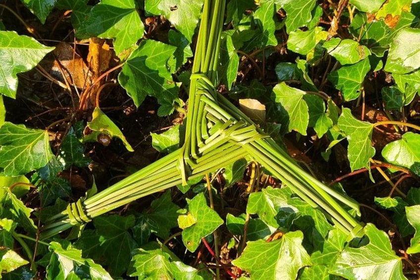 A cross-shaped arrangement of green stems among green leaves. 2