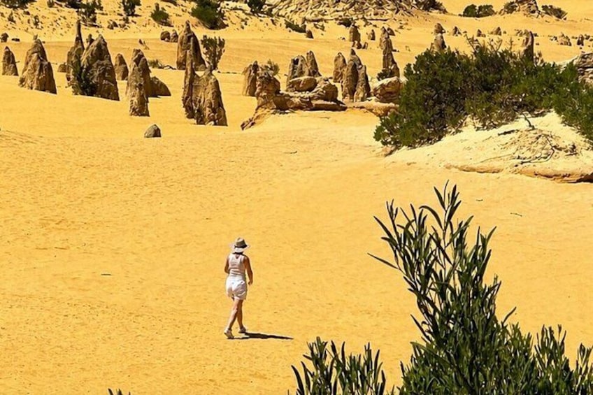 Pinnacles Desert and Coastal Discovery, Private Tour from Perth 4