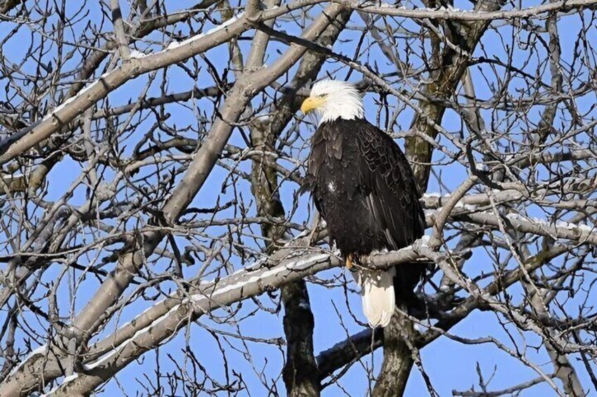 A bald eagle perched on a tree branch. 3