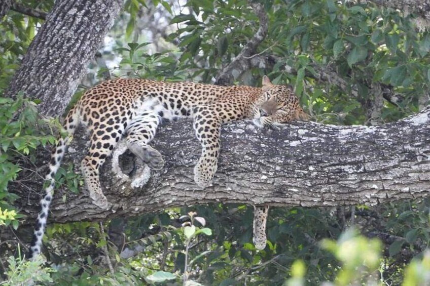 En leopard hviler på en gren i et skovområde. 5