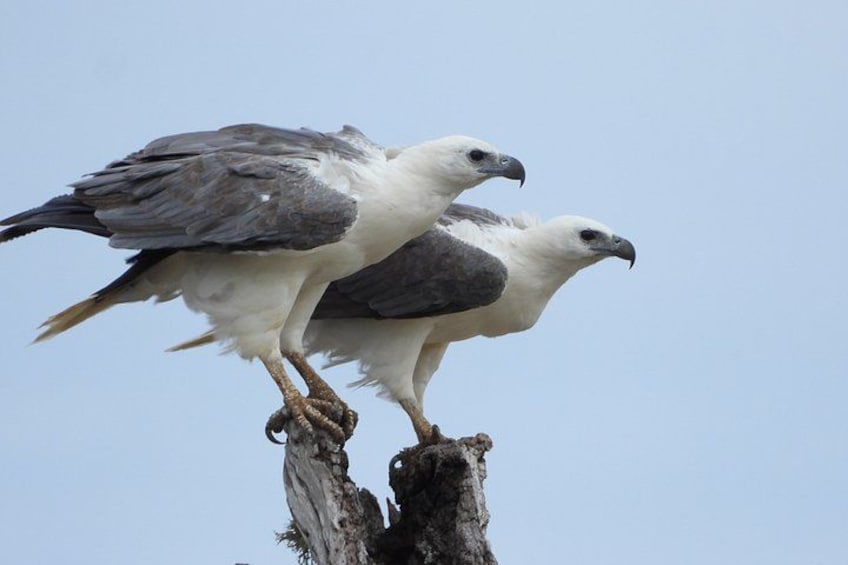 Two birds perched on a tree branch. 4