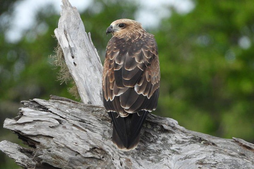 A bird perched on a tree branch. 2