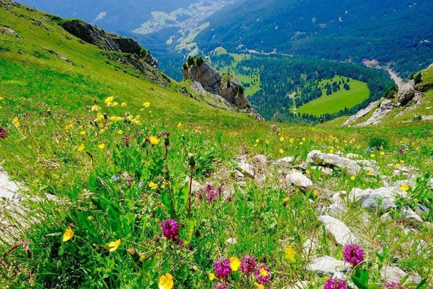 Un paysage montagneux avec de l’herbe verte, des fleurs sauvages jaunes et violettes, et un terrain rocheux. 2