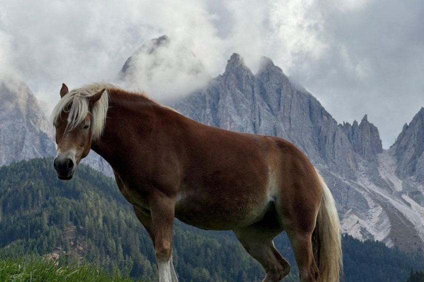From Bolzano Alpe di Siusi or Mount Seceda and Funes Day tour 4