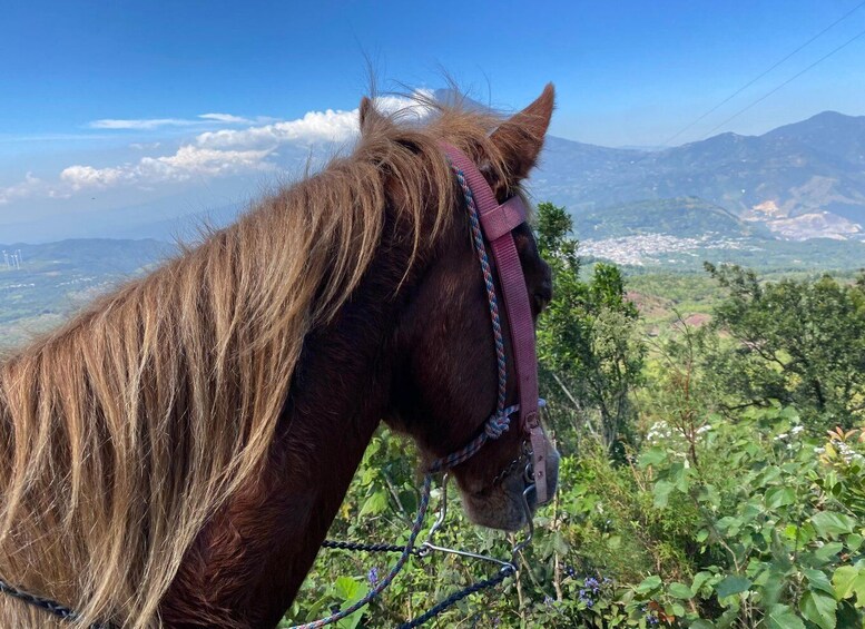 A horse with a halter, standing on a hillside with a view of a valley and mountains in the background. 5