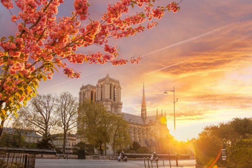 Notre-Dame Kathedraal, een historisch kerkgebouw met een torenspits, tijdens de zonsondergang met roze kersenbloesems op de voorgrond. 3