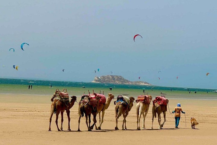 Una playa con camellos y una persona guiando a un perro. 1