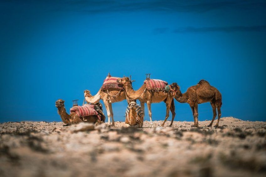 Camellos con sillas de montar y mantas en un paisaje desértico. 3