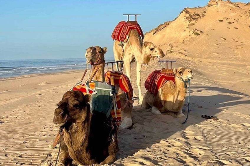 Camellos en una playa arenosa con un paisaje desértico al fondo. 5