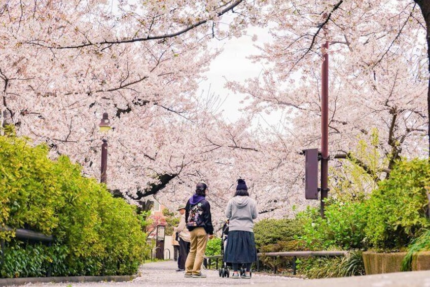 Un sendero bordeado de flores de cerezo, un farol y una persona con una mochila. 5