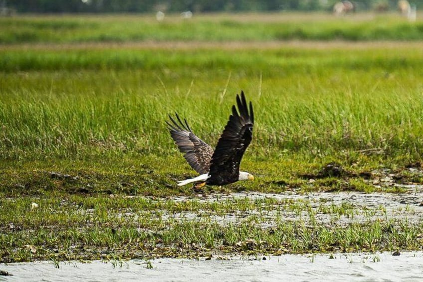 Private Boat Tours of Chincoteague & Assateague - Wild Ponies 4
