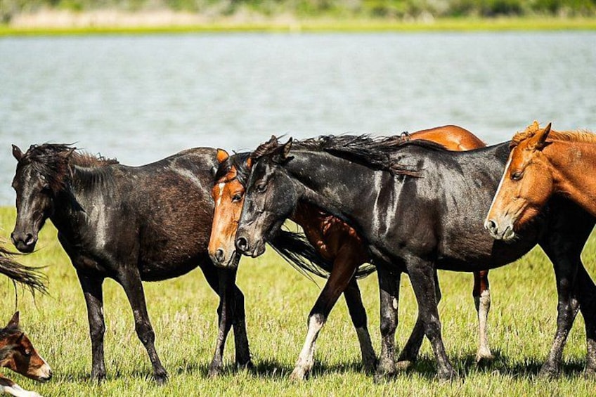 Un groupe de chevaux paît près d’une étendue d’eau. 5