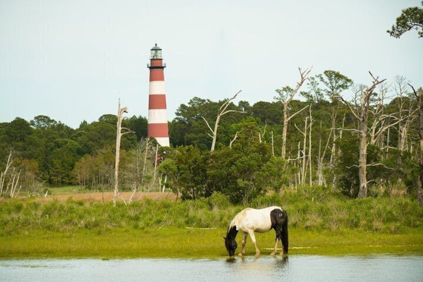Private Boat Tours of Chincoteague & Assateague - Wild Ponies 3