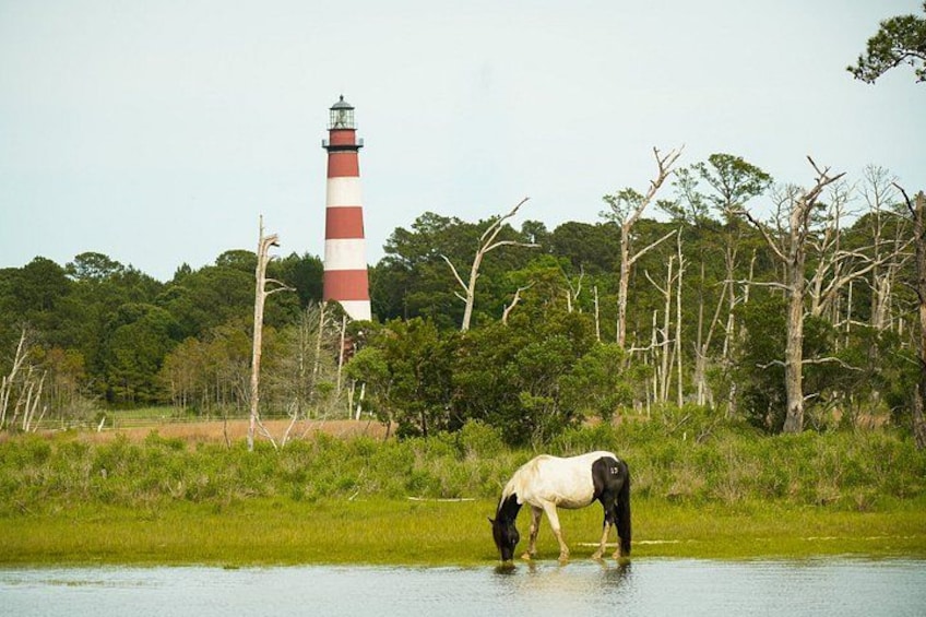 Un cheval qui boit de l’eau près d’un phare. 3