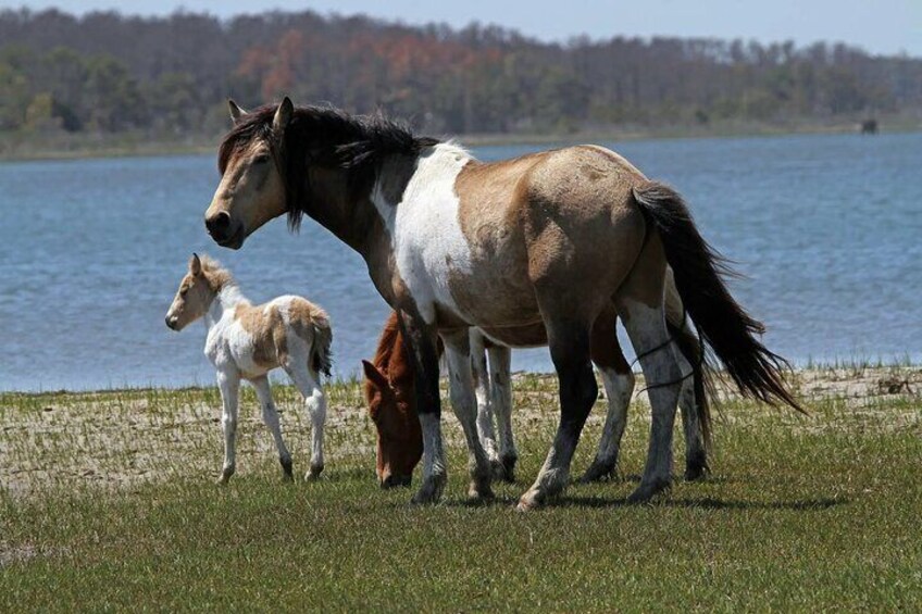 A horse grazing by a lake with a forest in the background. 3