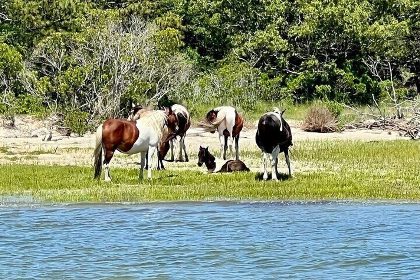 A group of horses near a body of water with a sandy beach and dense greenery in the background. 4