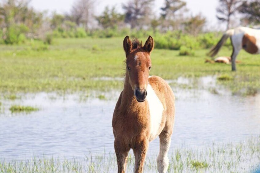 A horse standing in a grassy field with a body of water in the background. 1