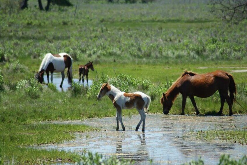 A group of horses grazing in a grassy field with a water puddle. 2
