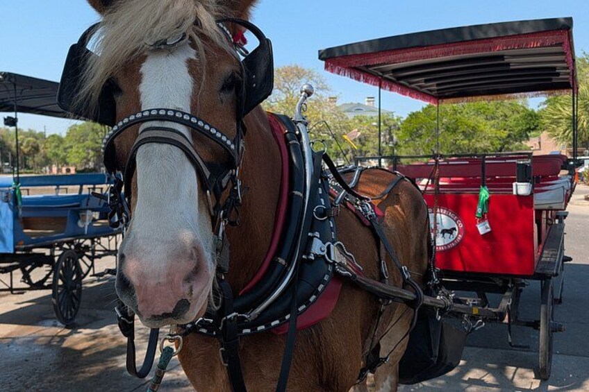 Beaufort Horse Drawn History Tour 3