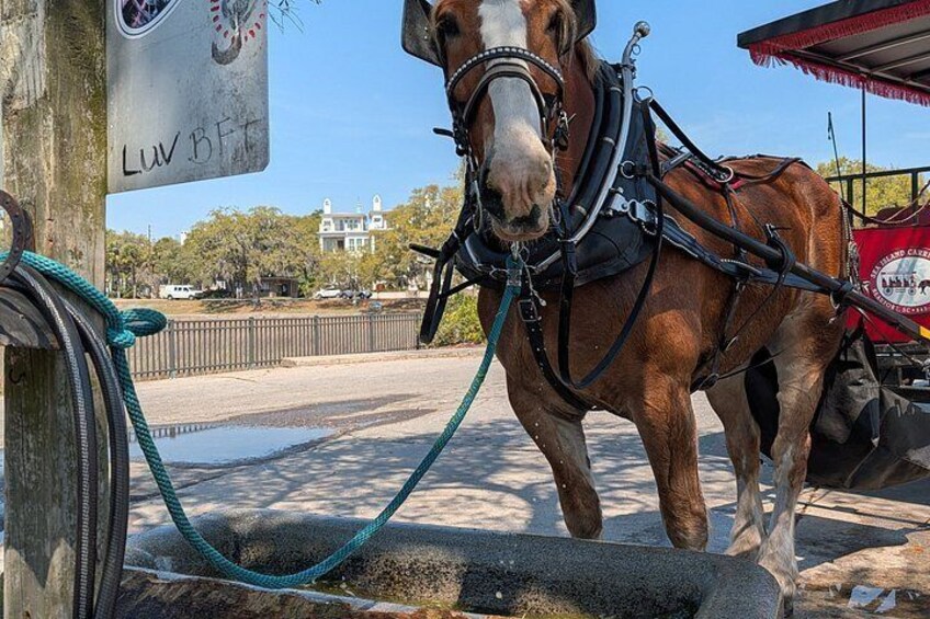 Beaufort Horse Drawn History Tour 2
