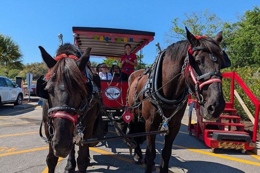 Beaufort Horse Drawn History Tour 2